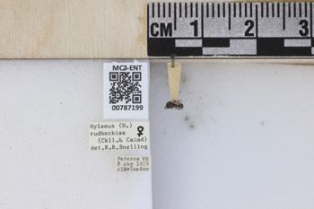 Media type: image;   Entomology 787199 Aspect: labels